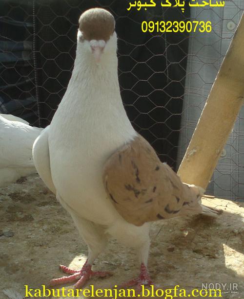 کفتر دوچپ هرات کفتر دوچپ هرات