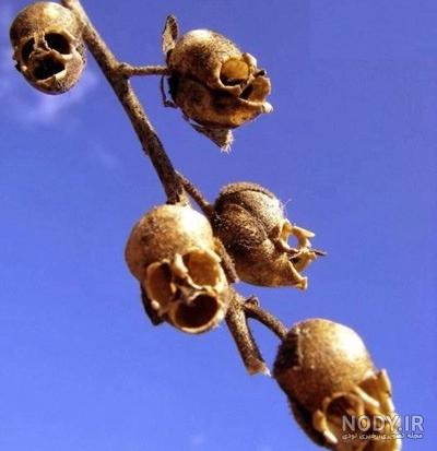 گل دست خدا مسی گل دست خدا مسی