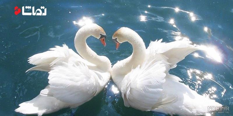 عکس قو غمگین