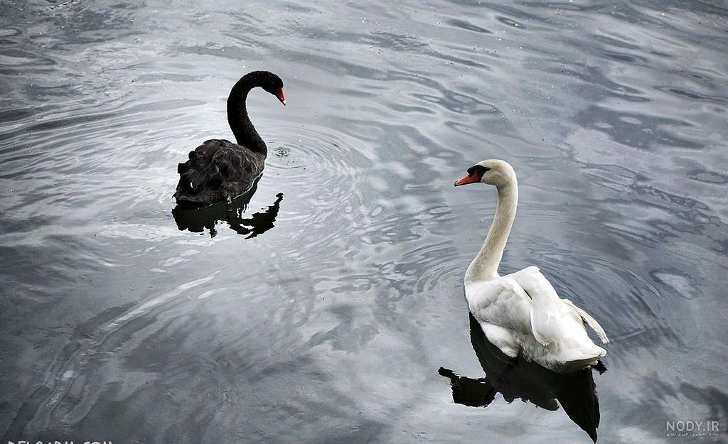 عکس قو غمگین