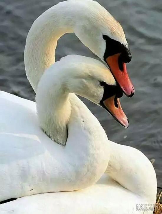 عکس قو غمگین