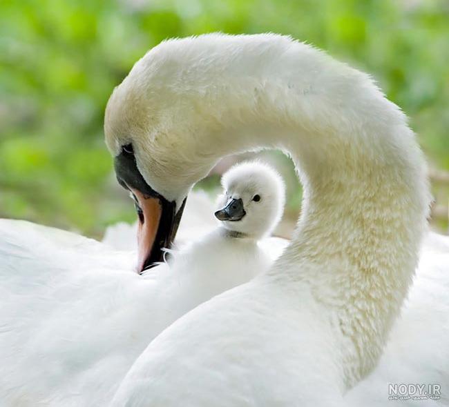 عکس قو غمگین