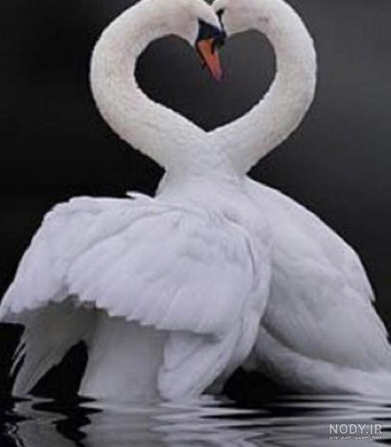 عکس قو غمگین