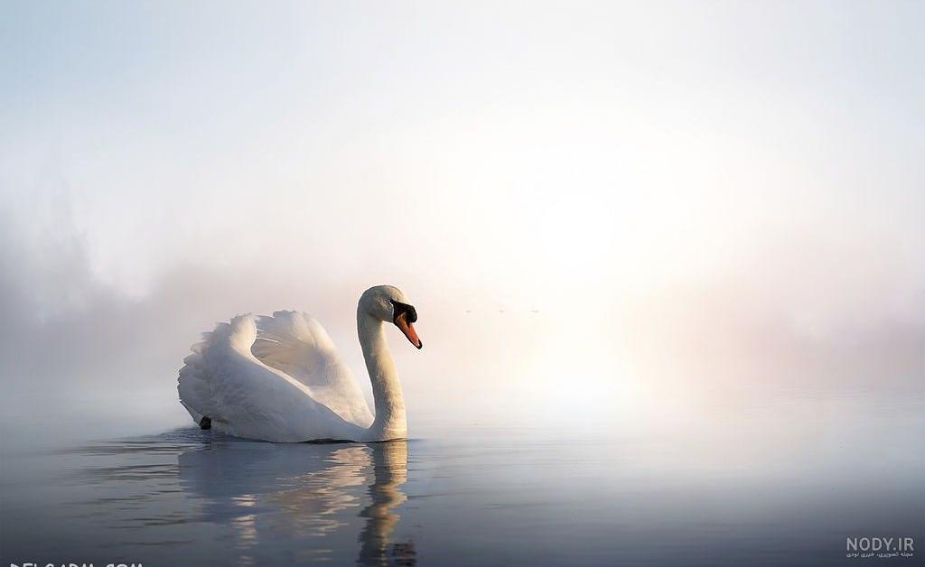 عکس قو غمگین