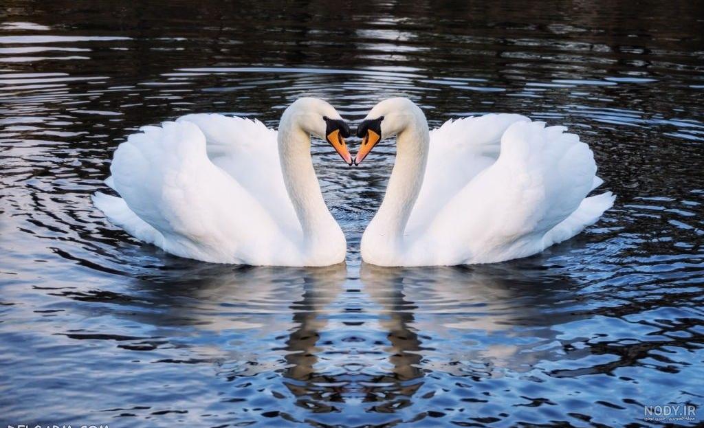 عکس قو غمگین