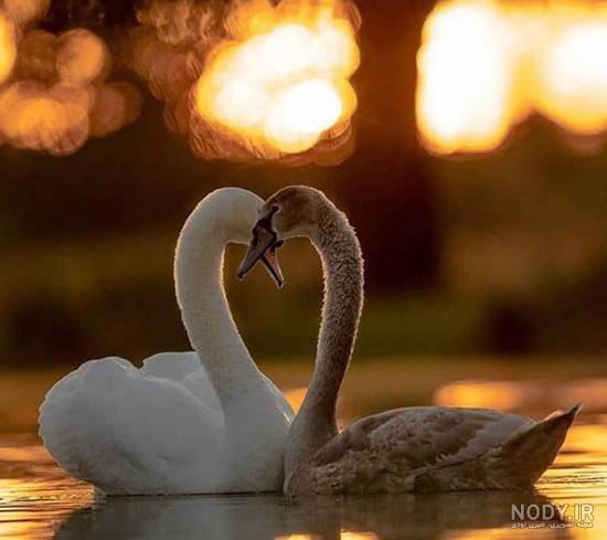 عکس قو غمگین