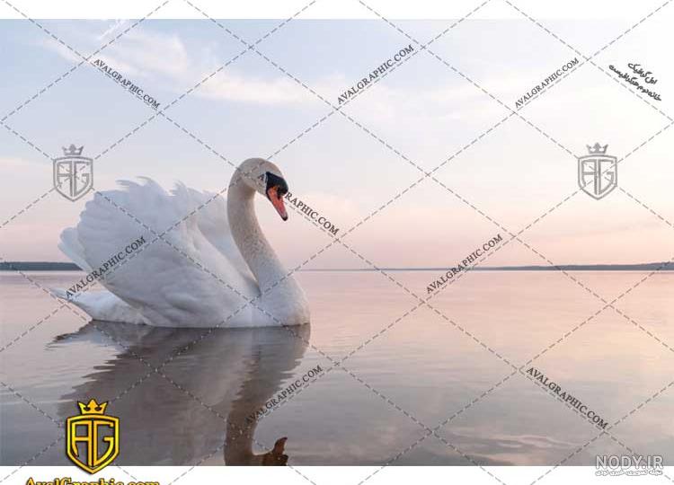 عکس قو غمگین