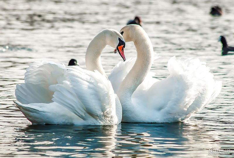 عکس قو غمگین