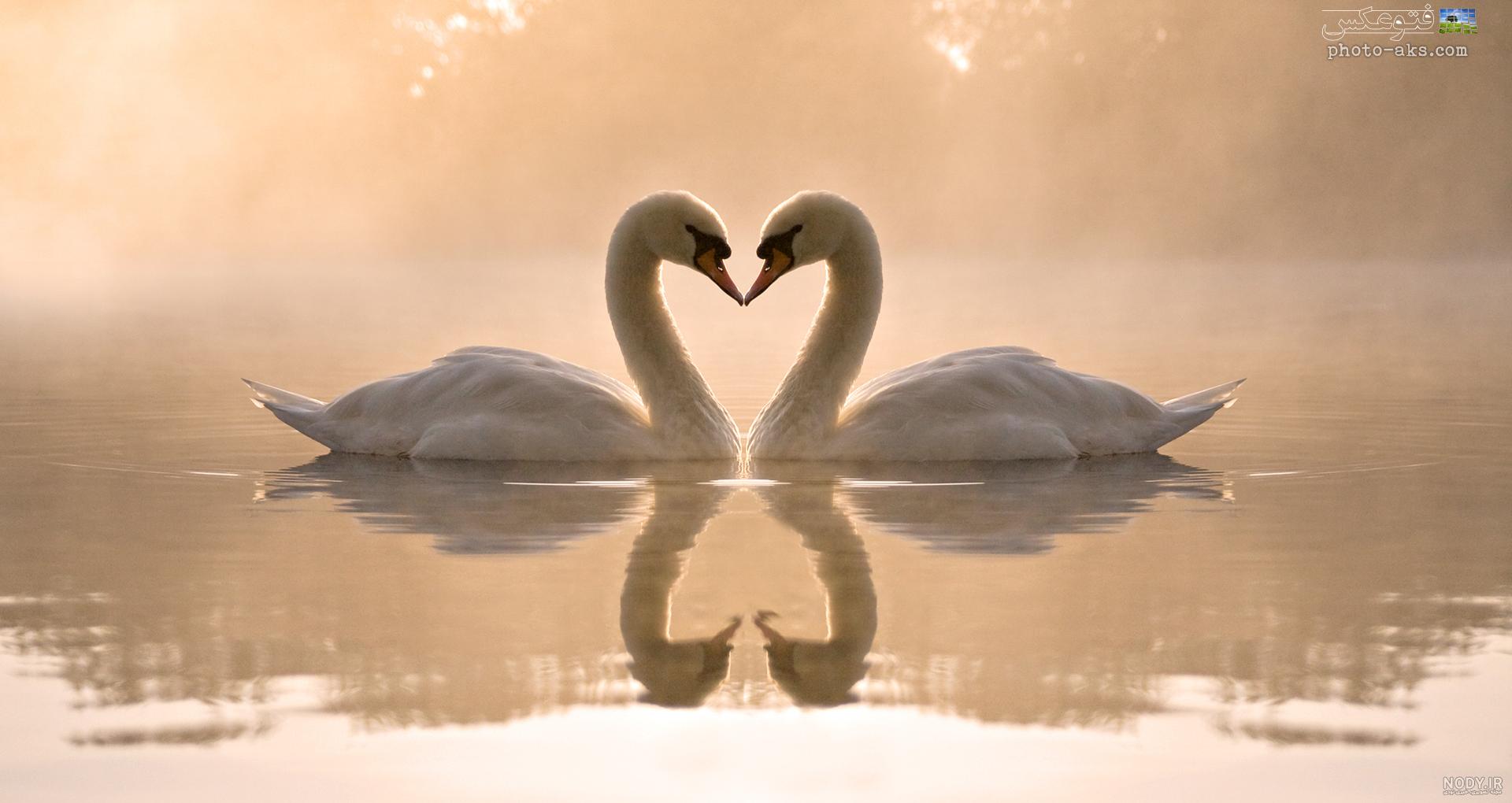 عکس قو غمگین