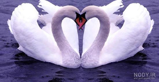 عکس قو غمگین