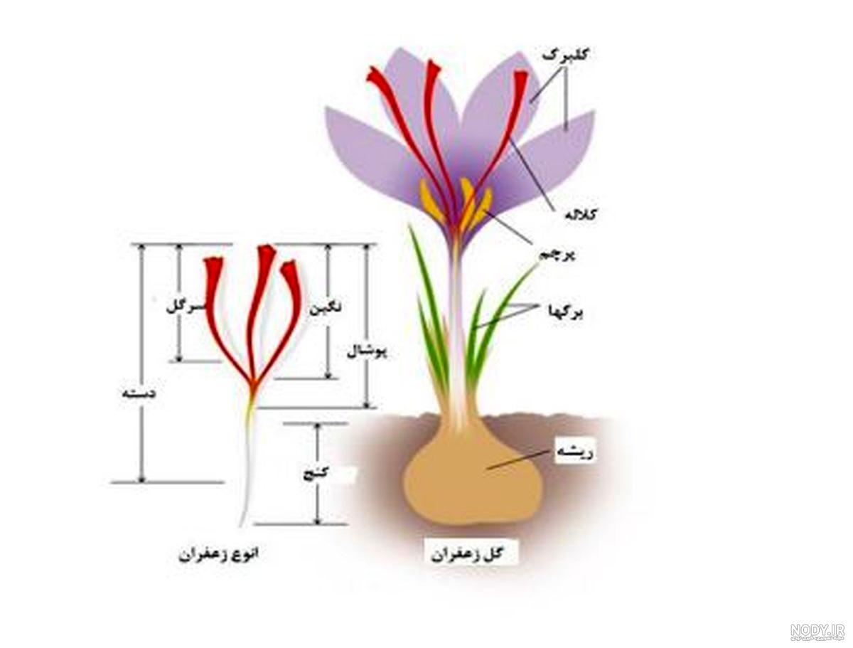 آزمایش زعفران اصل یا رنگ زرد تقلبی آزمایشگاه دهم