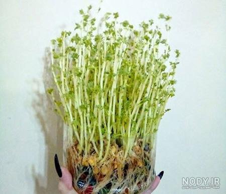 انواع بذر سبزه عید انواع بذر سبزه عید