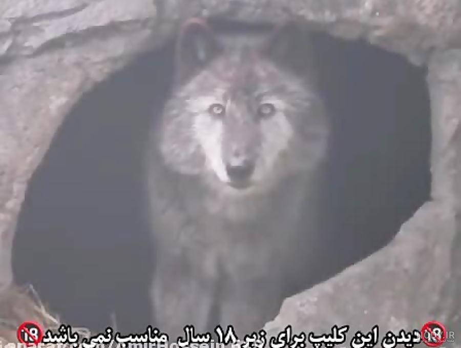 اهنگ با صدای گرگ