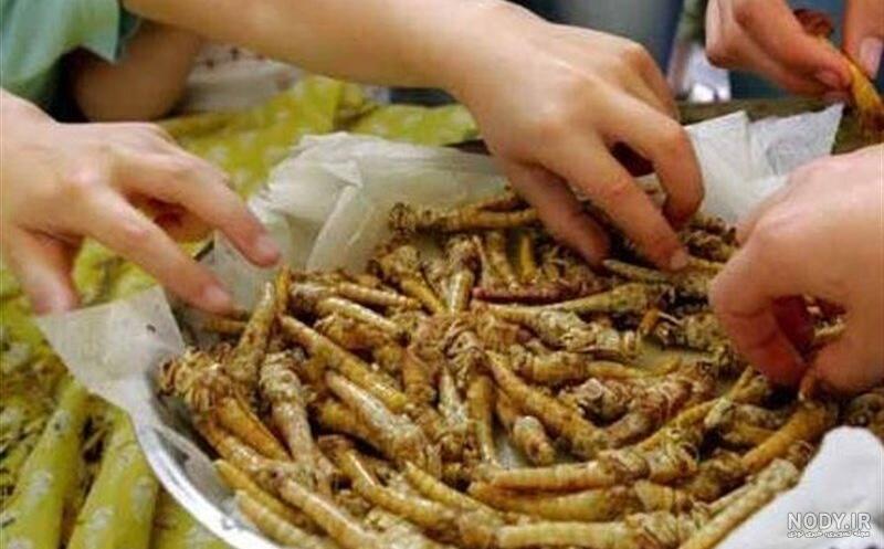 بزرگترین سوسک فاضلاب بزرگترین سوسک فاضلاب