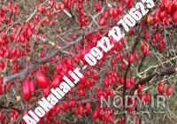 بهترین کود برای درخت زرشک