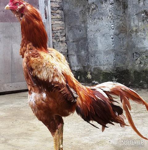 تشخیص جنسیت جوجه لاری سه ماهه تشخیص جنسیت جوجه لاری سه ماهه