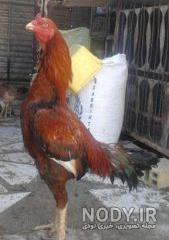 تشخیص جوجه لاری از محلی تشخیص جوجه لاری از محلی