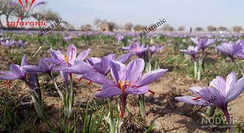 تشخیص زعفران اصل با کاغذ کروماتوگرافی