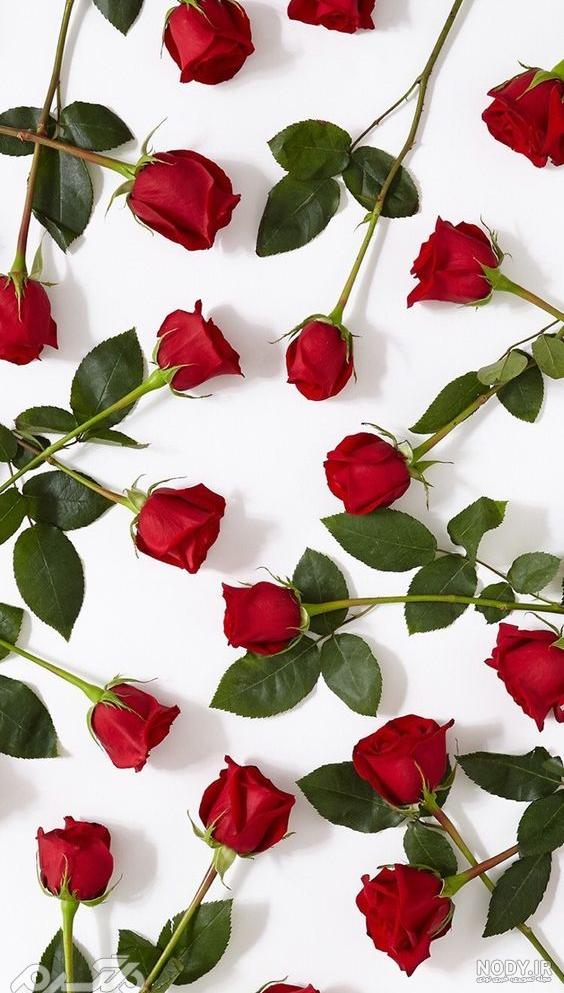 تصویر زمینه گل گلی برای گوشی تصویر زمینه گل گلی برای گوشی