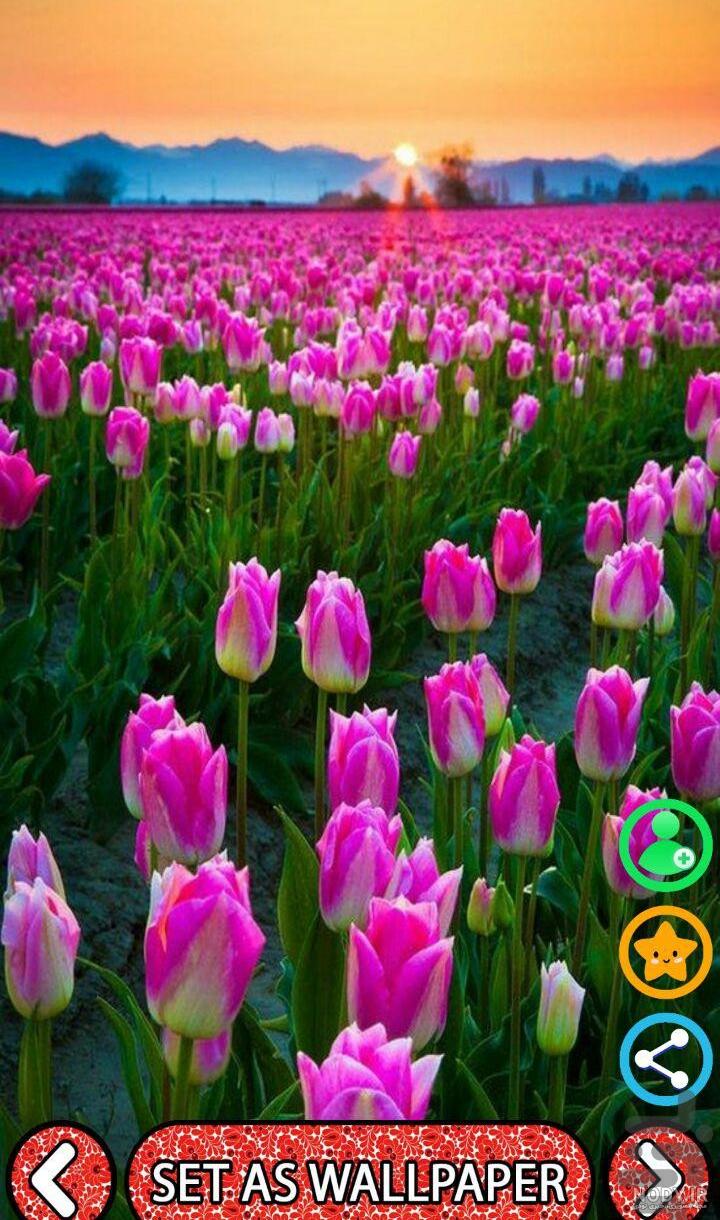 تصویر زمینه گل گلی فانتزی تصویر زمینه گل گلی فانتزی