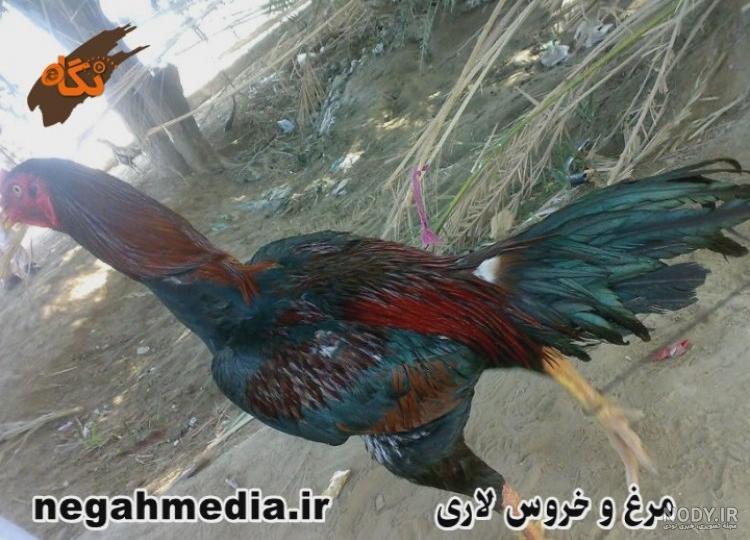 جنگ خروس لاری در میدان جنگ خروس لاری در میدان