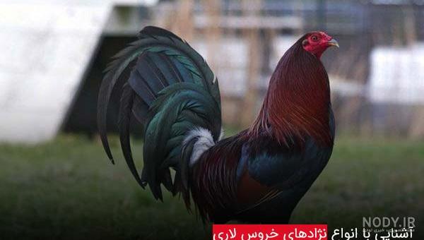 جوجه لاری اصیل جوجه لاری اصیل
