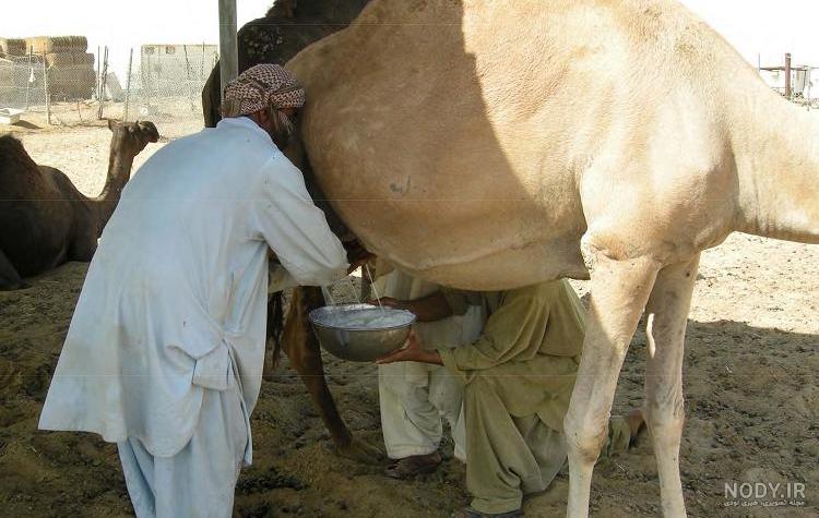جوشاندن شیر شتر طب سنتی