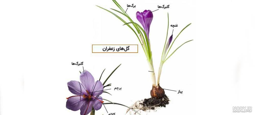 خرید زعفران اصل