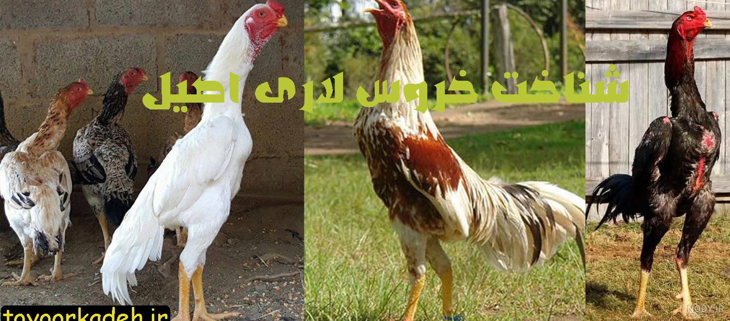 خصوصیات خروس لاری خصوصیات خروس لاری