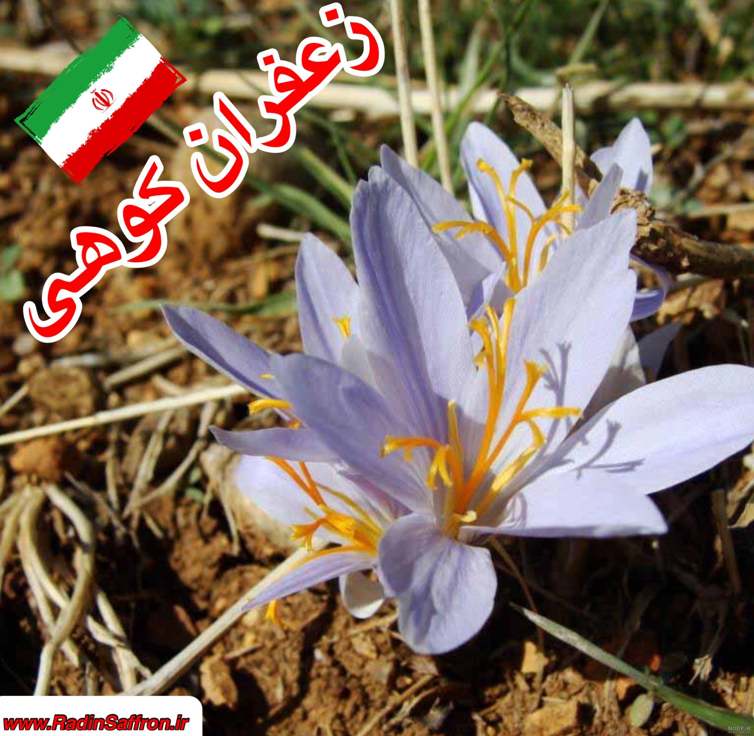 خواص برگ سبز زعفران خواص برگ سبز زعفران