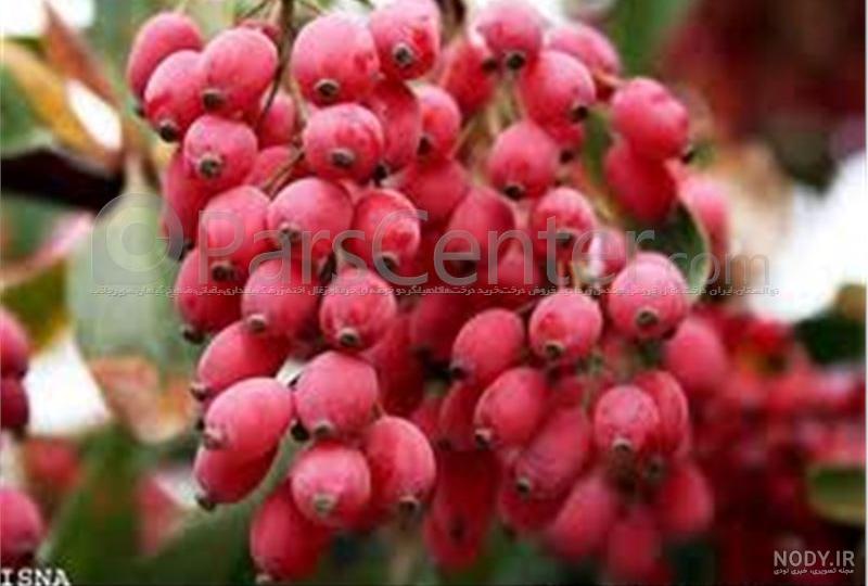 خواص زرشک سیاه