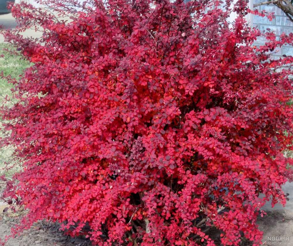 خواص زرشک سیاه برای غلظت خون