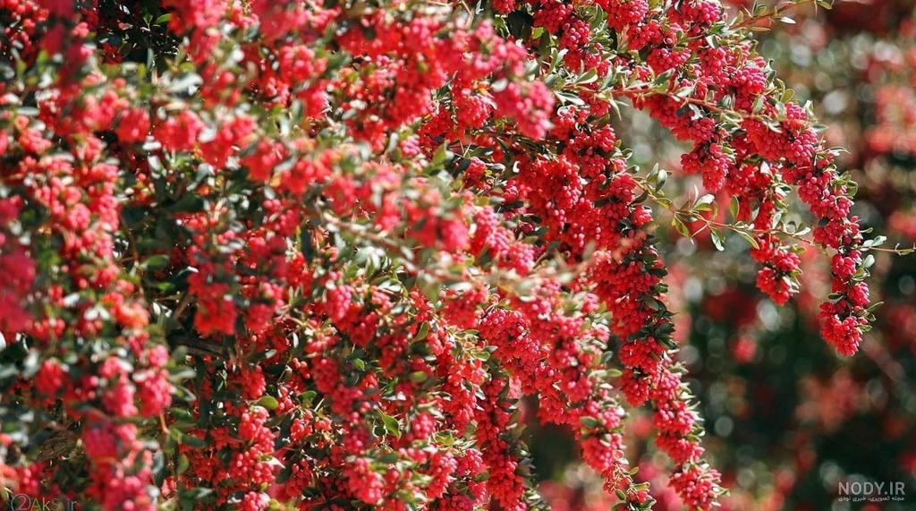 خواص زرشک سیاه برای کبد چرب