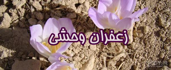 خواص زعفران کوهی چیست خواص زعفران کوهی چیست