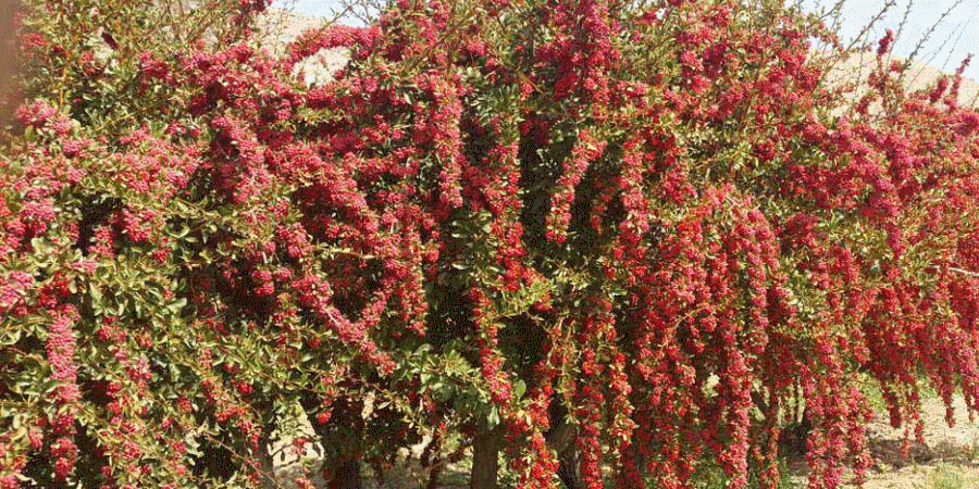 درخت زرشک کوهی در دفینه