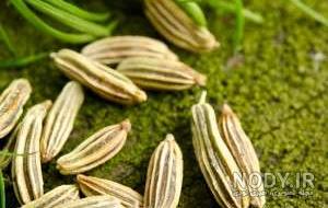 دمنوش رازیانه