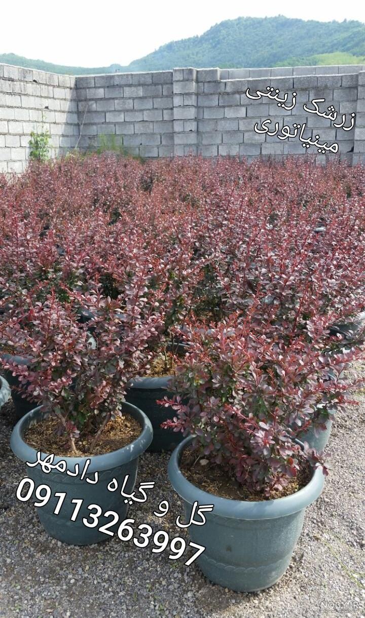 زرشک کوهی برای لاغری