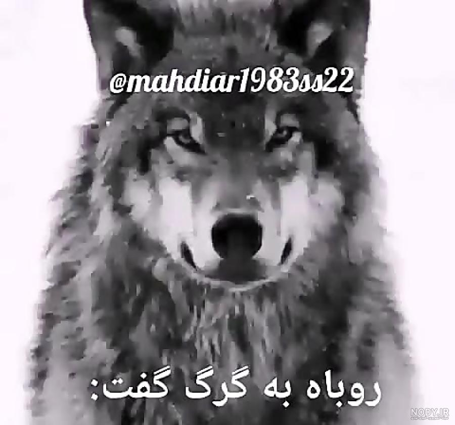 زوزه گرگ با اهنگ غمگین