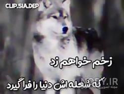 زوزه گرگ سیاه