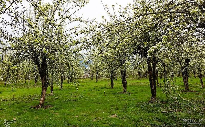 زیباترین عکسهای طبیعت زیباترین عکسهای طبیعت