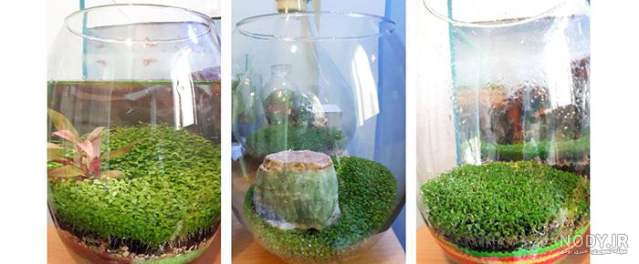 سبزه برنج برای عید سبزه برنج برای عید