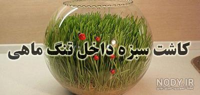 سبزه برنج برای عید سبزه برنج برای عید