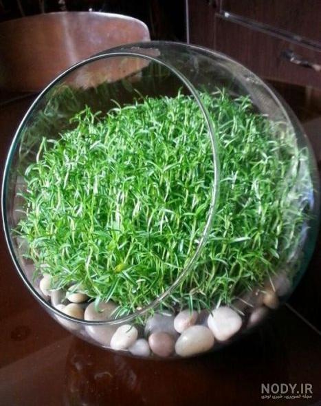 سبزه عید با گندم سبزه عید با گندم