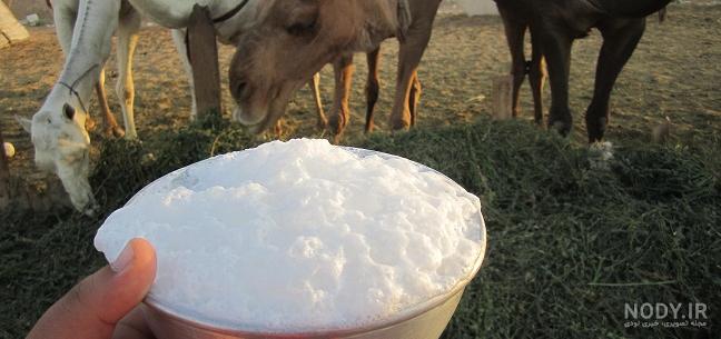 طریقه جوشاندن شیر شتر