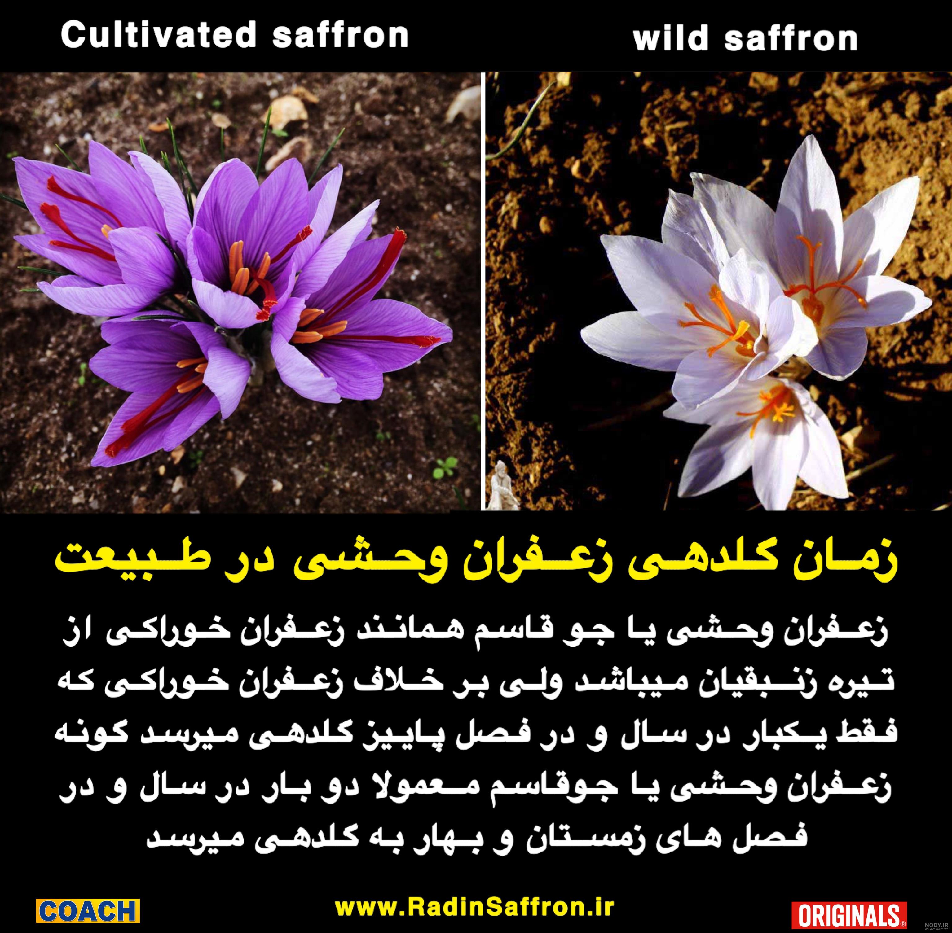 طریقه مصرف زعفران کوهی طریقه مصرف زعفران کوهی