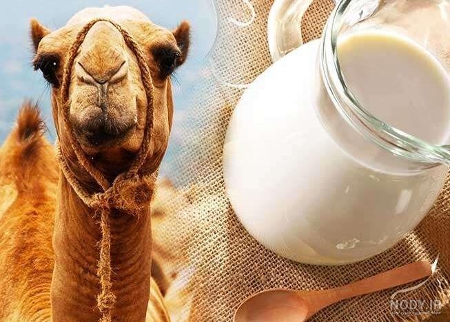 طعم شیر شتر