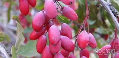 علف زرشک کوهی