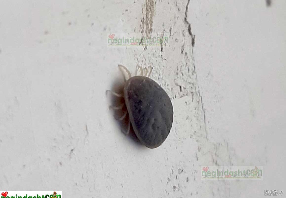 عمر کنه کبوتر عمر کنه کبوتر