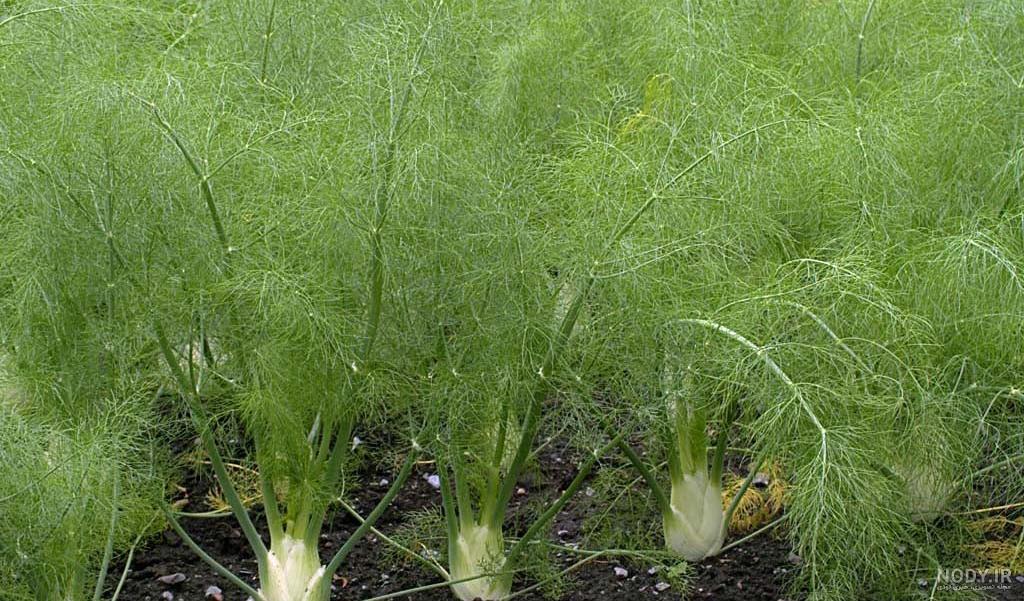 عوارض رازیانه برای کبد