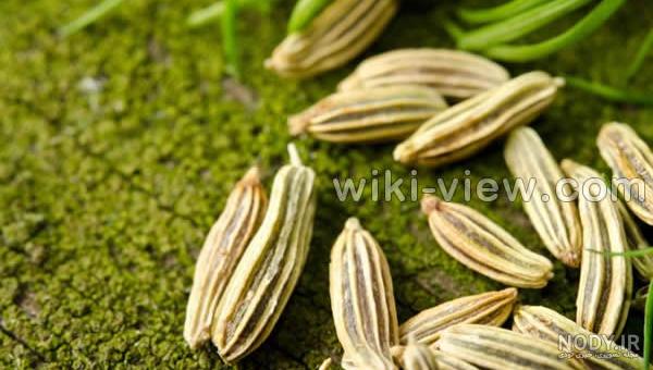 عوارض رازیانه نی نی سایت